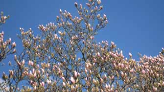 Magnolia