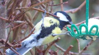 M&eacute;sange charbonni&egrave;re