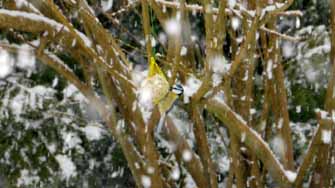 Repas sous la neige