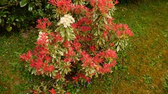 Pieris