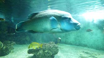 poisson napol&eacute;on