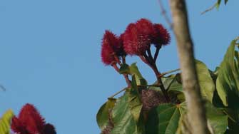 Fleurs de roucou