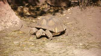 Tortue d'Hermann