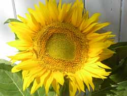 Tournesol