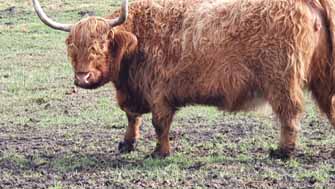 vache highland