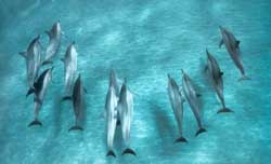 Dauphins